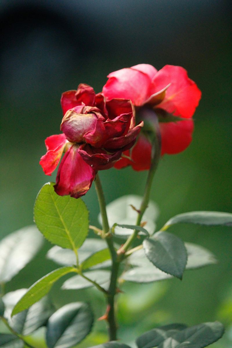 Remove Spent Blooms Regularly Remove Spent Blooms Regularly