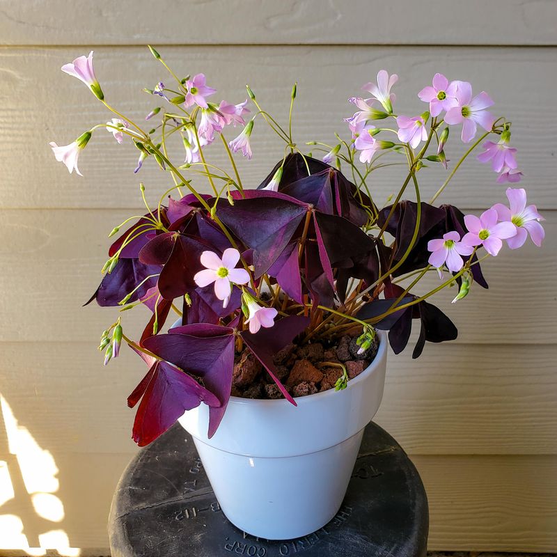 Remove Spent Blooms Regularly