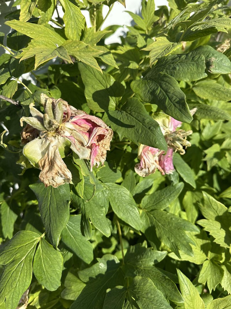 Remove Spent Blooms