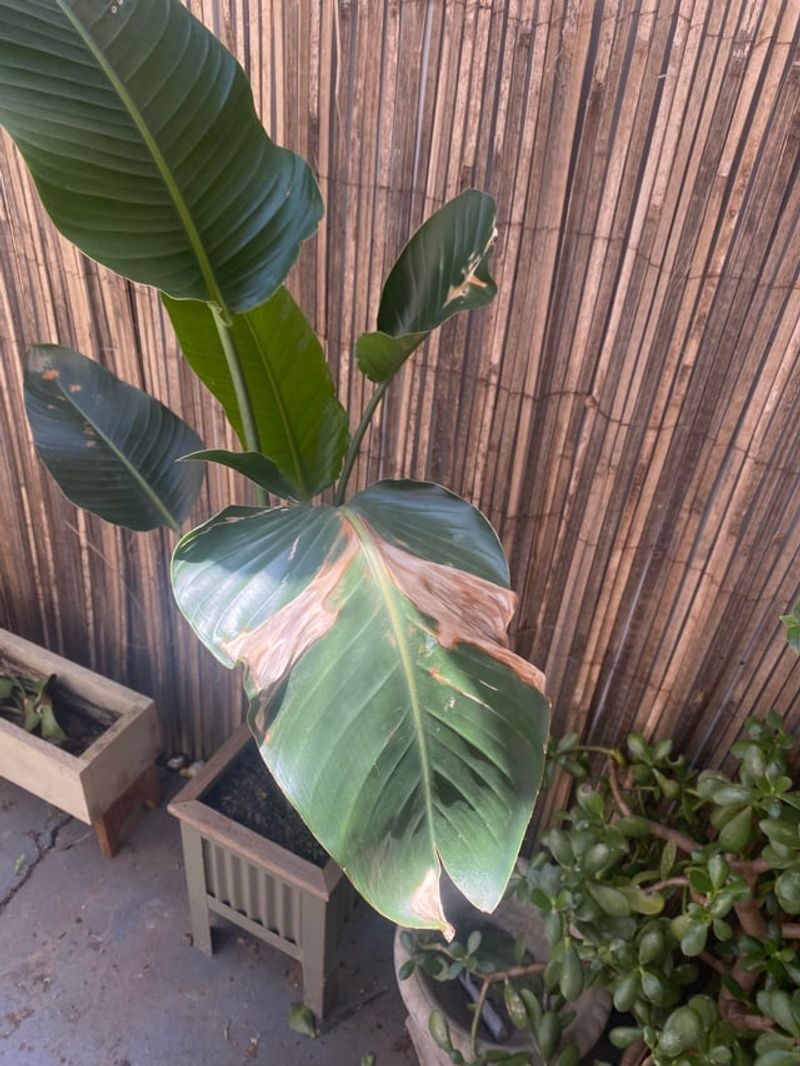 Remove Spent Flower Stalks And Damaged Leaves