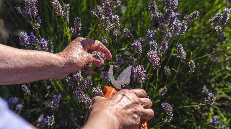 Remove Spent Flower Stems After Bloom To Keep Plants Tidy