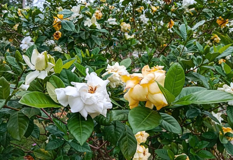 Remove Spent Flowers Promptly