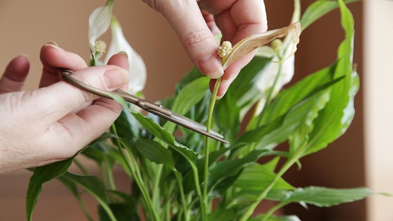 Remove Spent Flowers To Trigger New Blooms