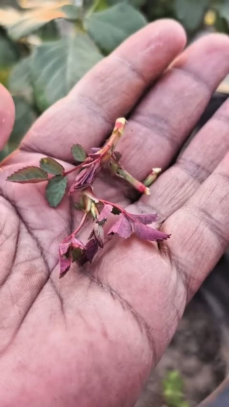 Remove Suckers And Unwanted Growth Remove Suckers And Unwanted Growth