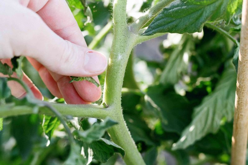 Remove Suckers While They Are Still Small