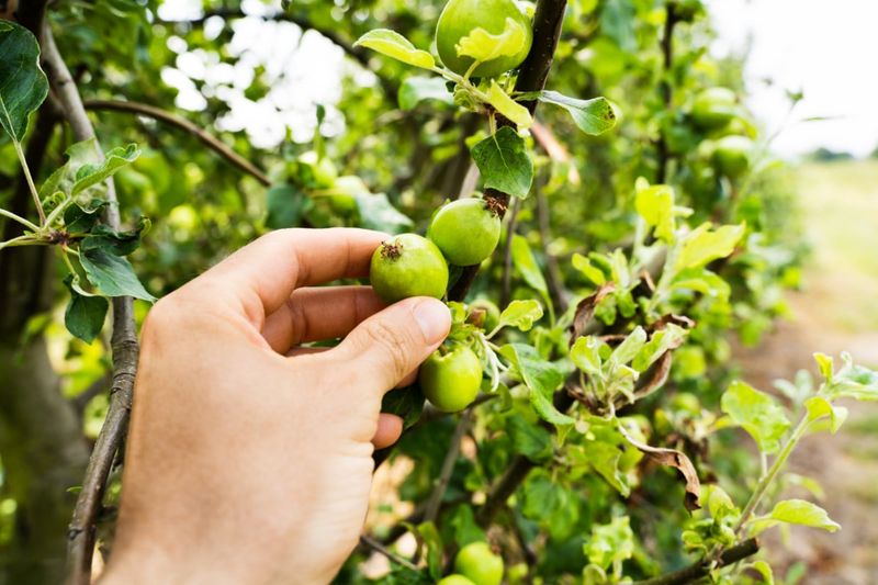 Remove The Smallest Fruit First