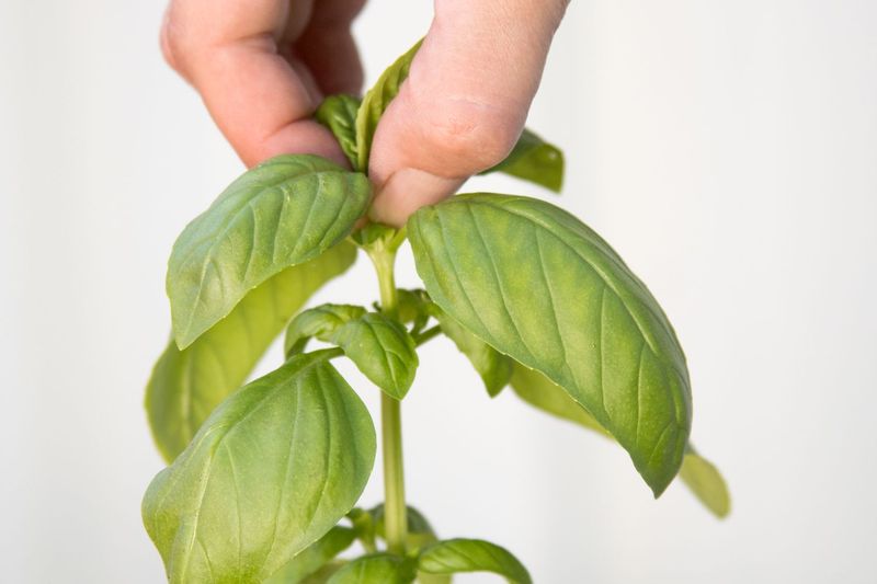 Remove The Top Inch Or So Of Tender Growth