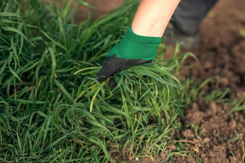 Remove Thick Grass Before Preparing The Soil