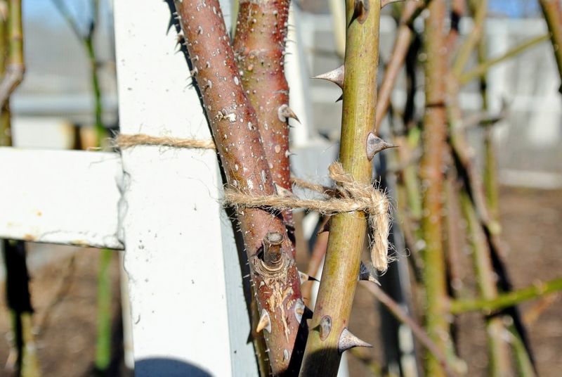 Remove Weak Growth Before Problems Multiply