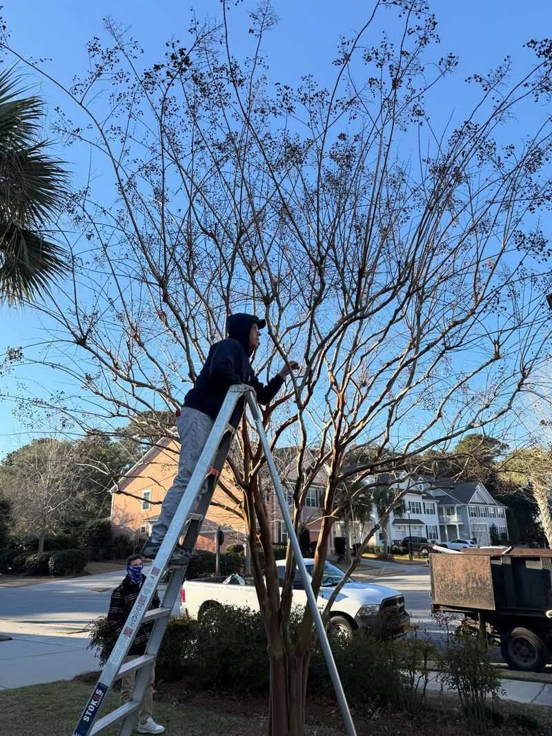 Remove Weak Or Crossing Branches