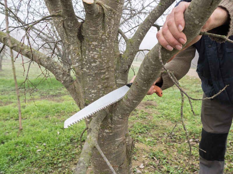 Remove Weak Or Crossing Branches Remove Weak Or Crossing Branches
