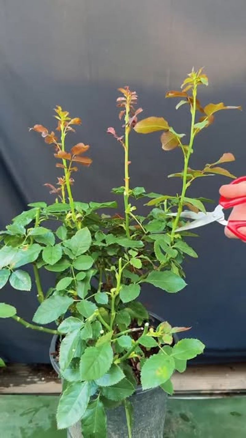 Remove Weak Or Damaged Growth Before Flowers Open