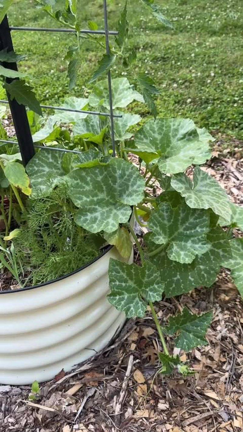 Remove Weeds Around Squash Plants Remove Weeds Around Squash Plants