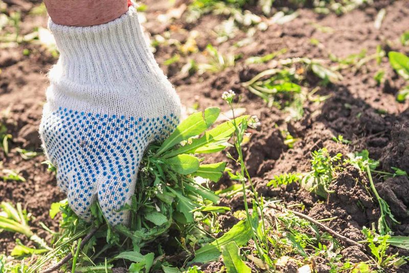 Remove Weeds Before Vines Fully Spread