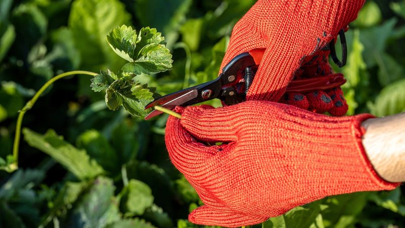 Removing Early Runners Helps Plants Focus On Fruit Growth