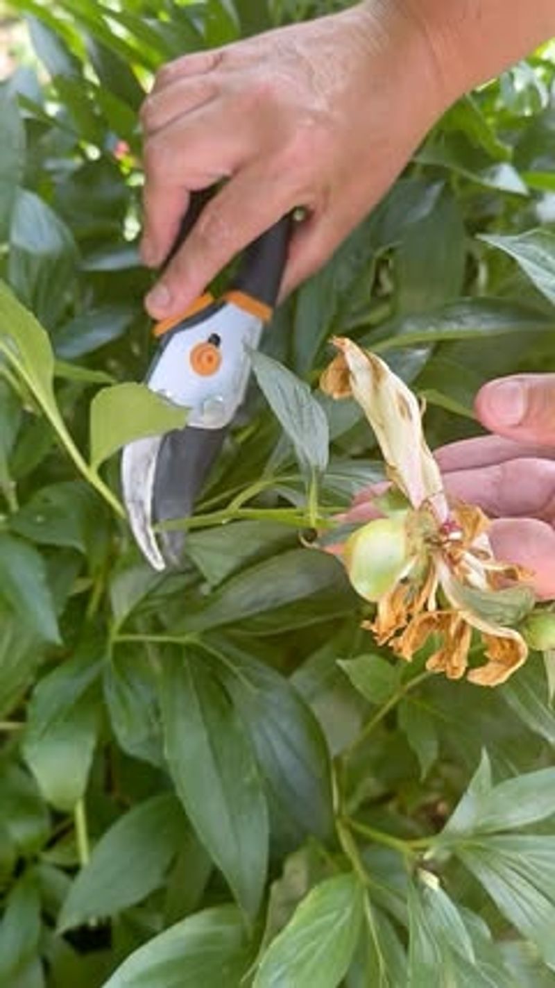 Removing Faded Peony Flowers Helps Plants Focus On Next Year's Blooms