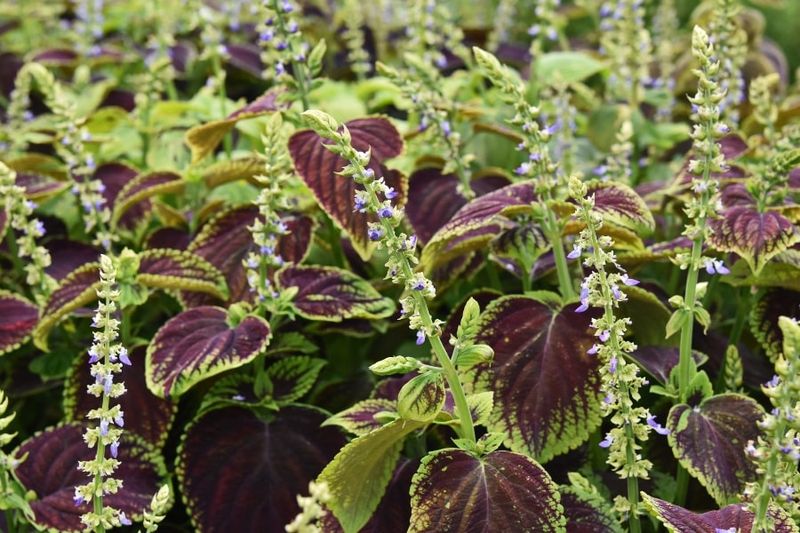 Removing Flower Spikes Keeps The Focus On Foliage