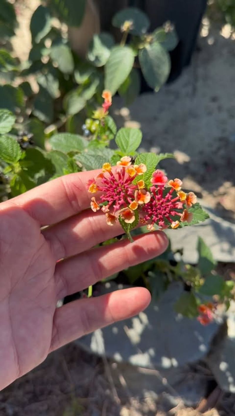 Removing Old Blooms Keeps New Flowers Coming