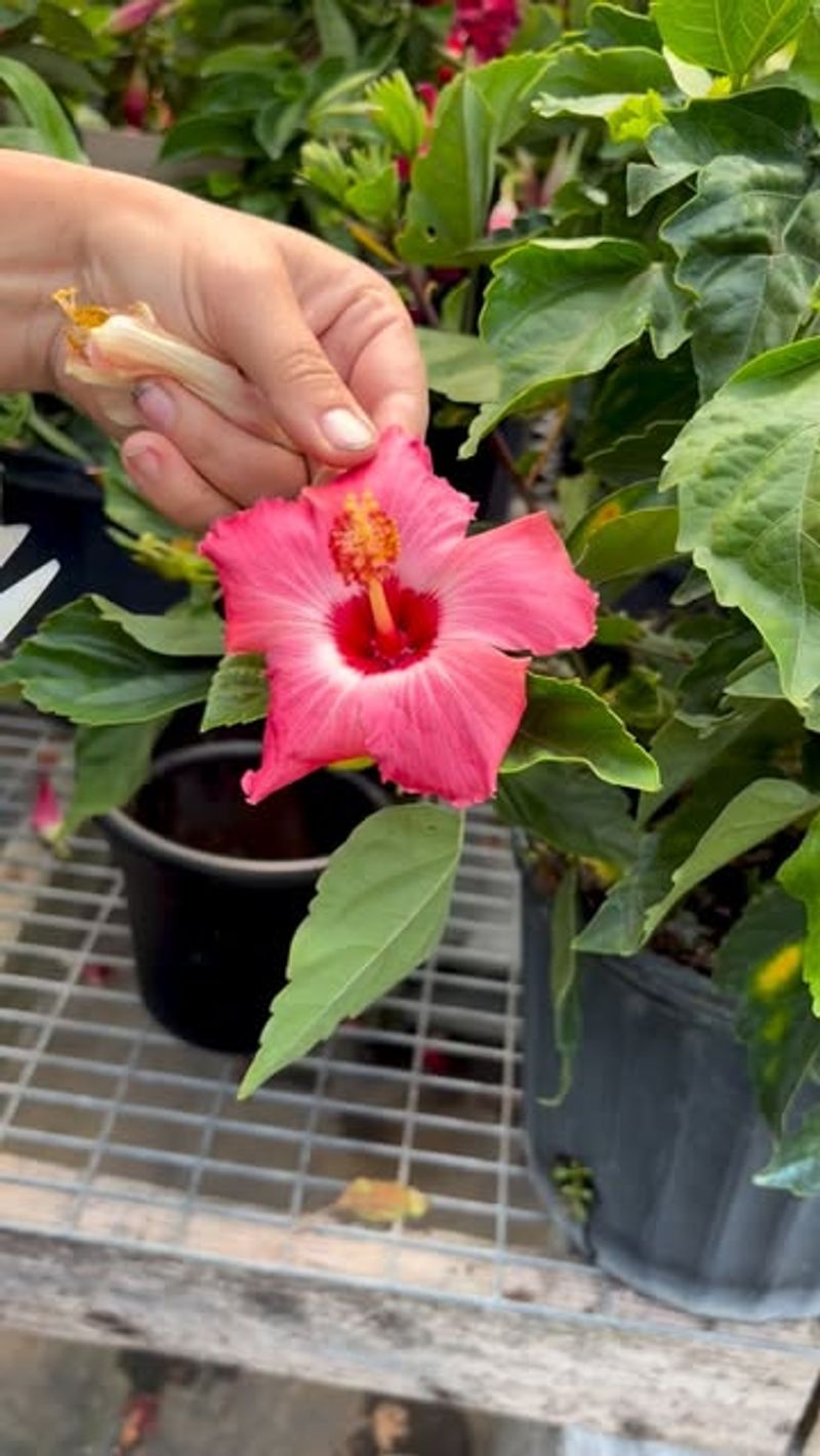 Removing Old Flowers Encourages New Buds To Keep Forming