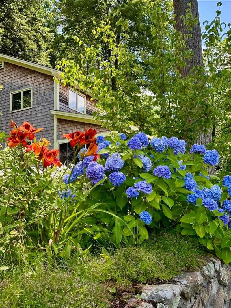 Removing Spent Blooms Helps Some Hydrangeas Keep Producing Fresh Blooms Removing Spent Blooms Helps Some Hydrangeas Keep Producing Fresh Blooms