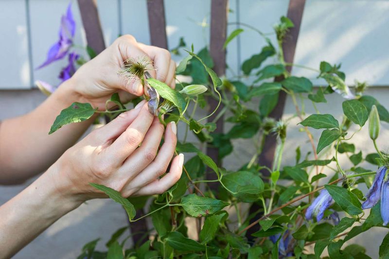 Removing Spent Flowers Encourages More Bud Development Removing Spent Flowers Encourages More Bud Development