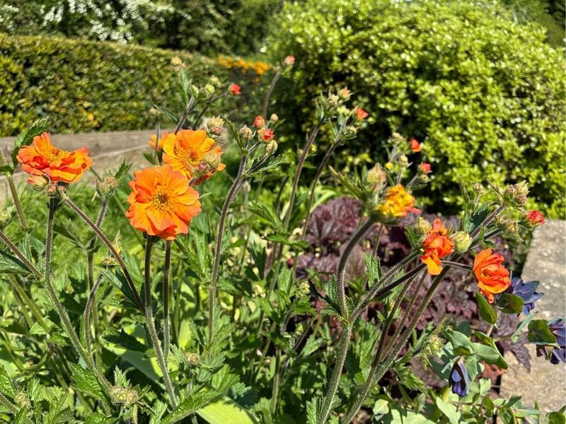 Removing Spent Flowers Keeps Geum Blooming Longer