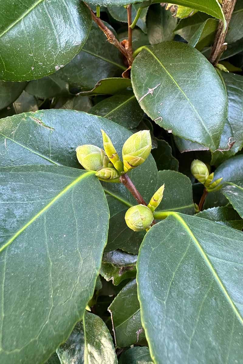 Repeated Dry Soil Swings Can Lead To Bud Drop