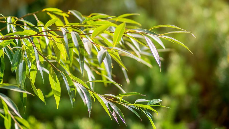Replace Crack Willow With Better Wet-Site Choices