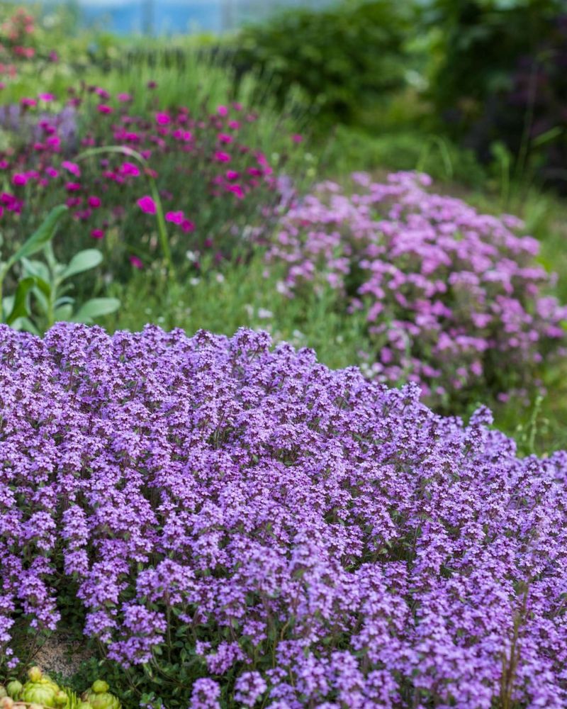 Replace Lawn Areas With Drought Tolerant Ground Cover
