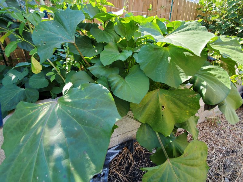 Replace Spinach With Sweet Potato Greens