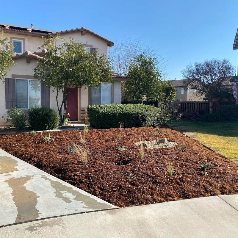 Replacing Mulch Around Heat-Stressed Plants
