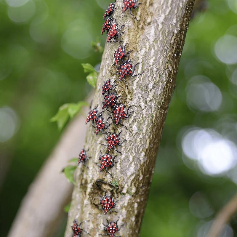 Report Unusual Tree Pests Before They Spread