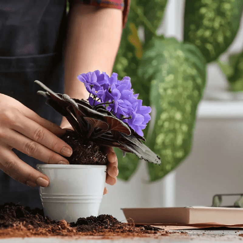 Repot When Needed To Refresh Growth