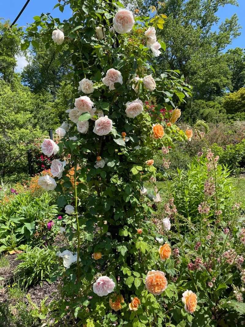 Resistant Roses Make Humid Weeks Easier Resistant Roses Make Humid Weeks Easier