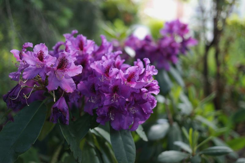 Rhododendron