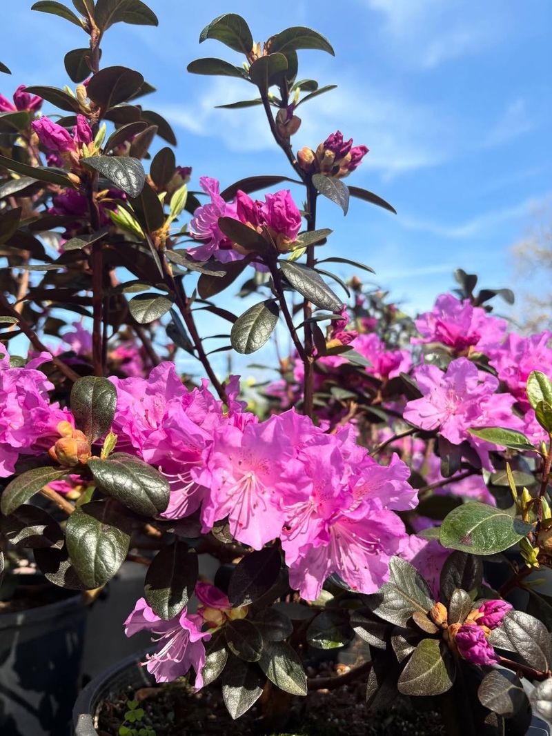 Rhododendron