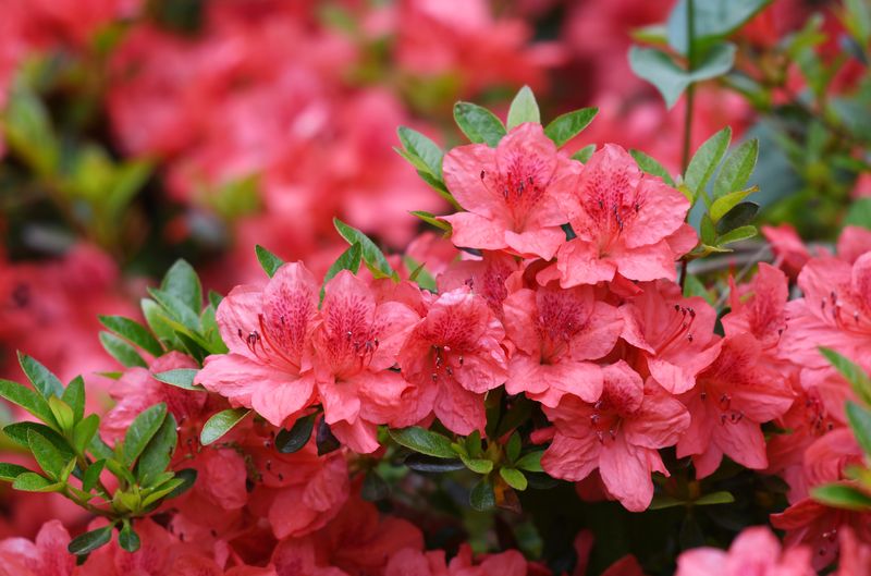 Rhododendron Brings Lush Beauty After A Shower