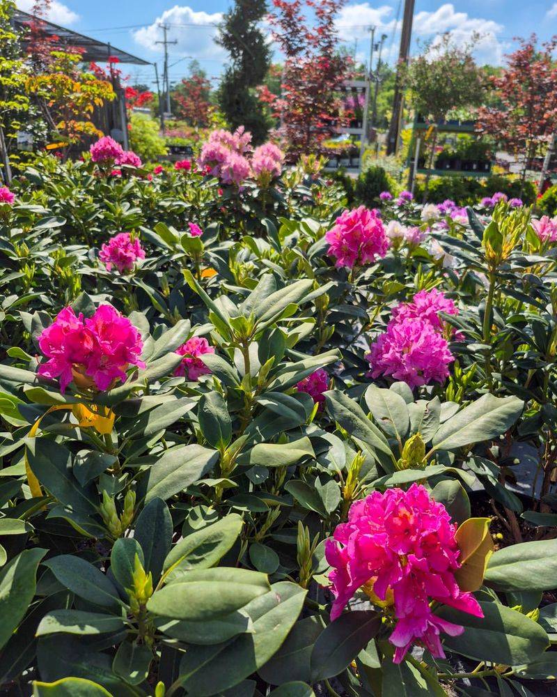 Rhododendrons