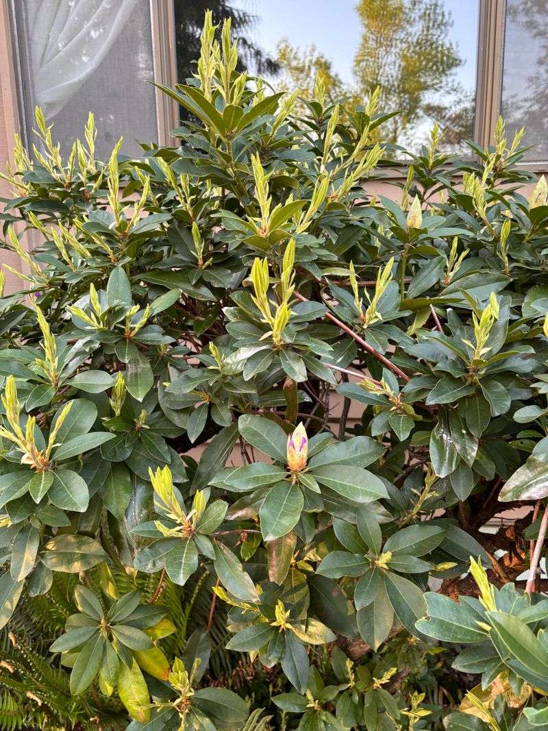 Rhododendrons