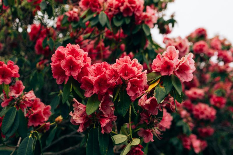 Rhododendrons