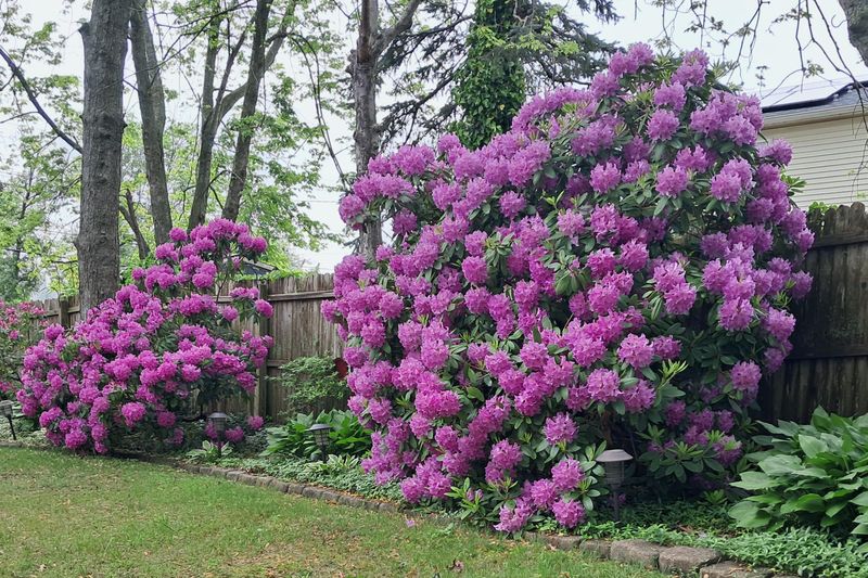Rhododendrons Rhododendrons