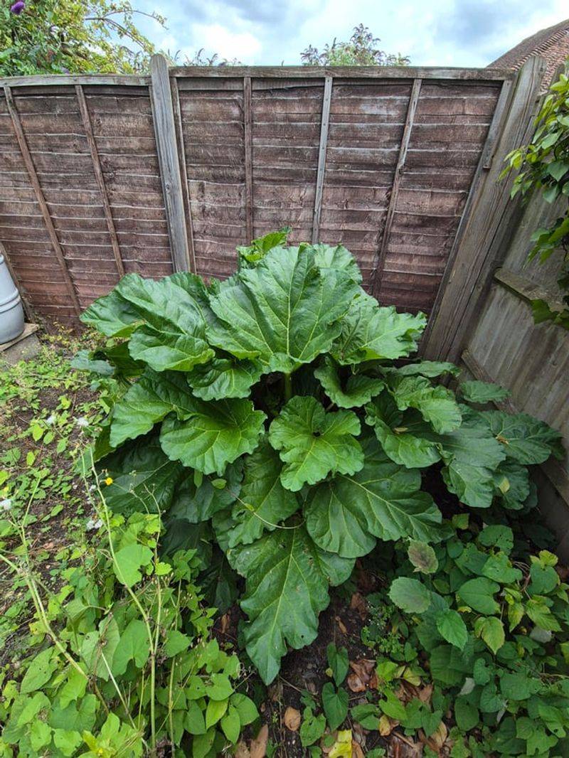 Rhubarb Leaves Are Not A Slug Favorite