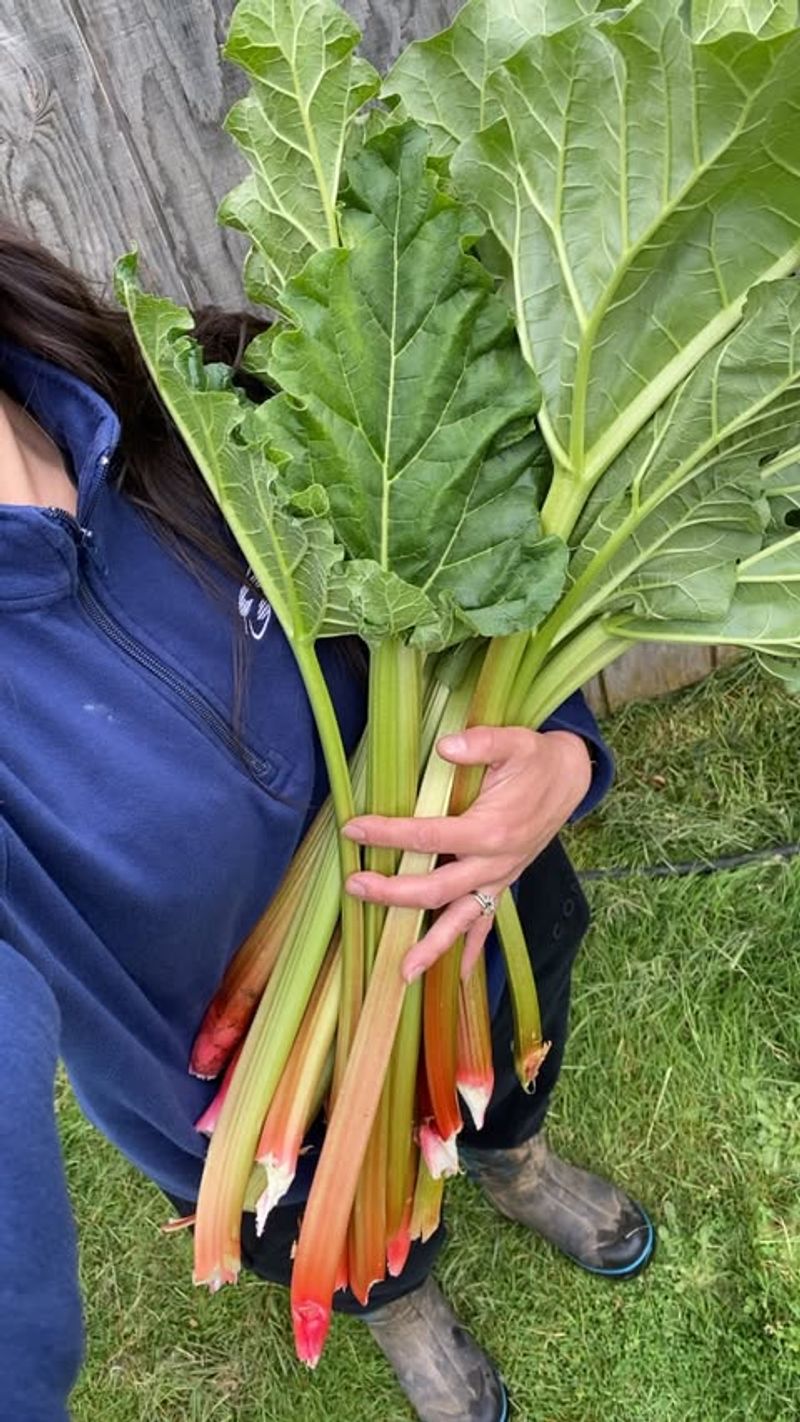 Rhubarb Needs Time To Rebuild Its Energy After Each Harvest