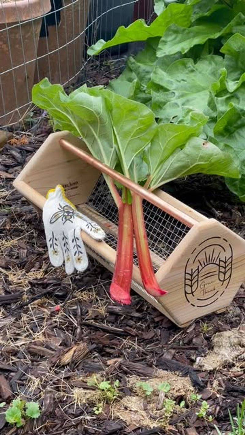 Rhubarb (Rheum x hybridum)