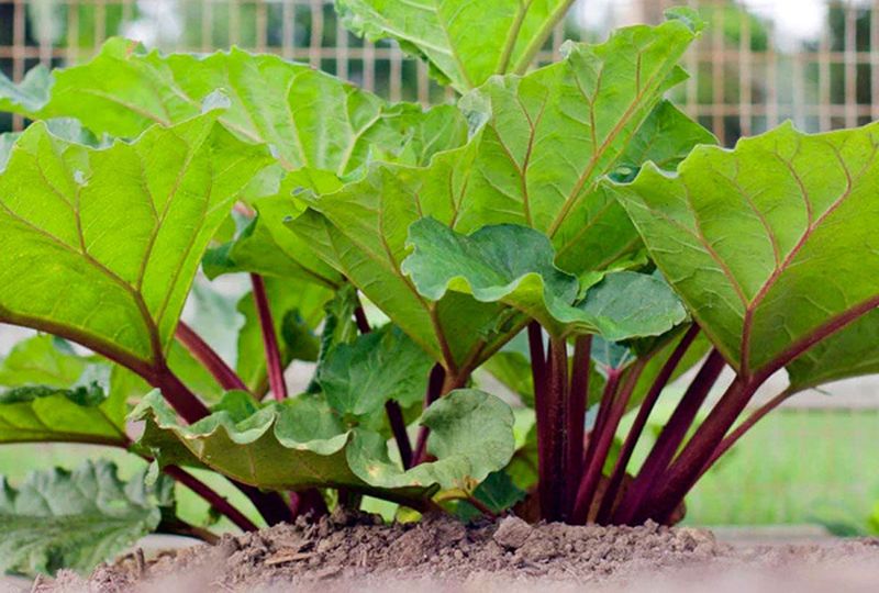 Rhubarb Settles In For The Long Haul Rhubarb Settles In For The Long Haul