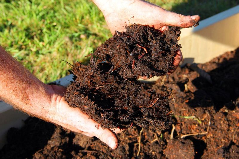 Rich Soil Helps Hollyhocks Produce More Flowers