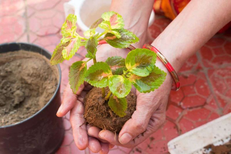 Rich Well-Drained Soil Supports Better Growth