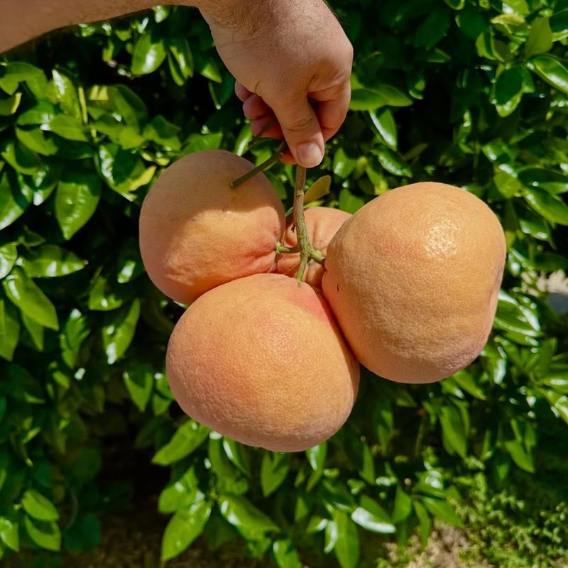 Rio Red Grapefruit Keeps Fruit Quality Through Warm Months