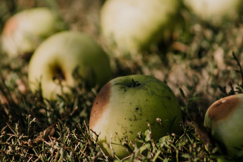 Ripe Produce And Fallen Fruit Are Too Good To Ignore