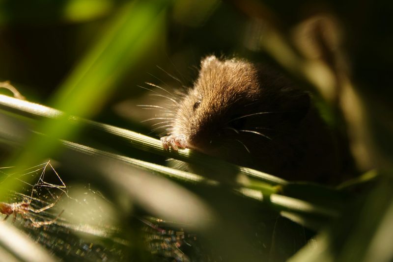 Rising Mouse Populations Are Fueling Tick Numbers Rising Mouse Populations Are Fueling Tick Numbers